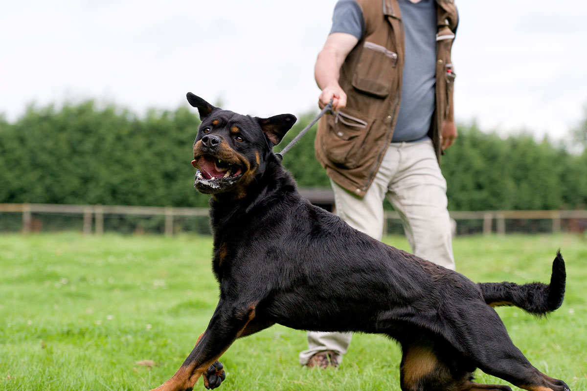 Bad Dog! When to Call an Attorney After a Dog Bite